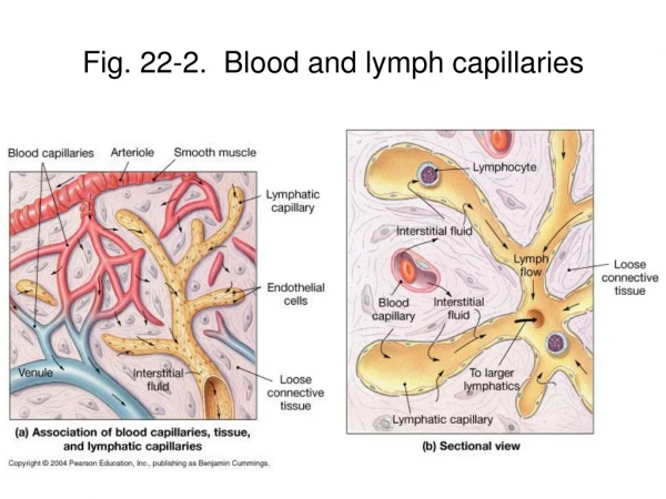 Fig. 22-2. Blood and lymph capillaries
