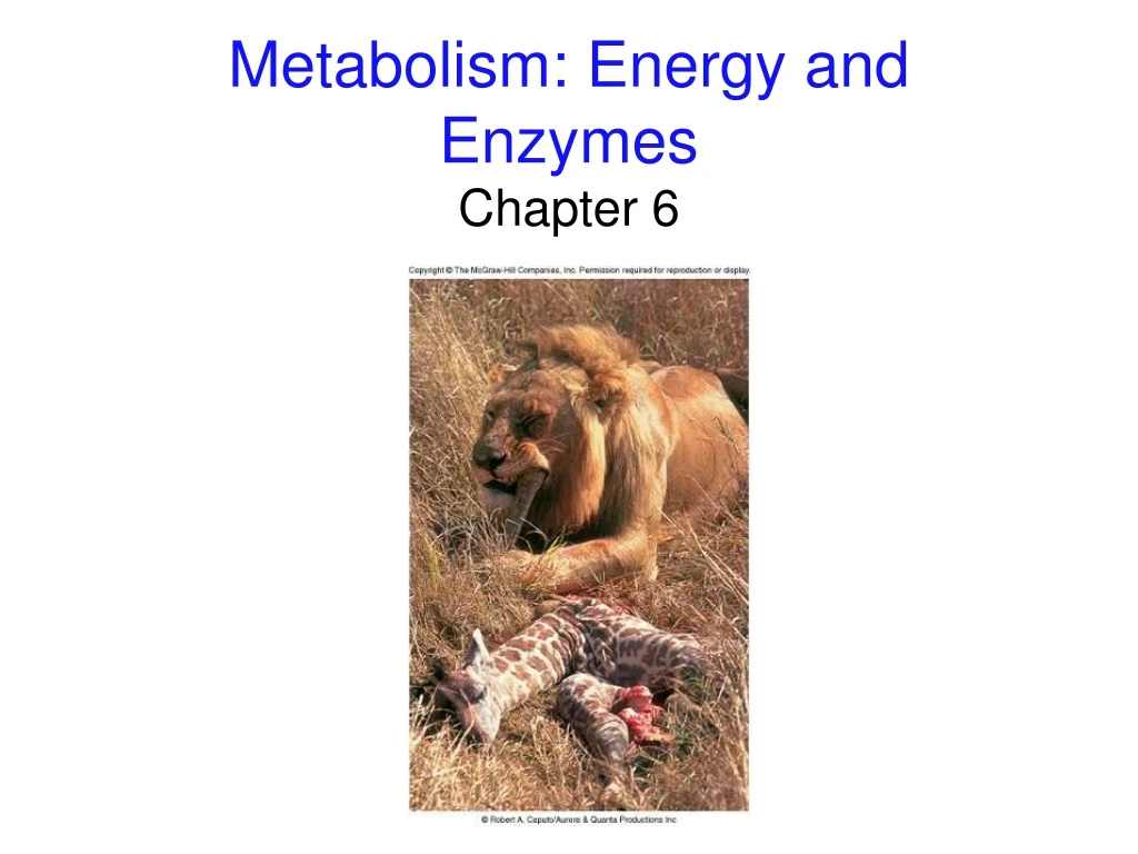 metabolism energy and enzymes
