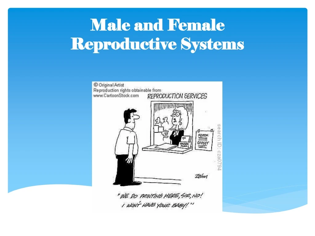 male and female reproductive systems