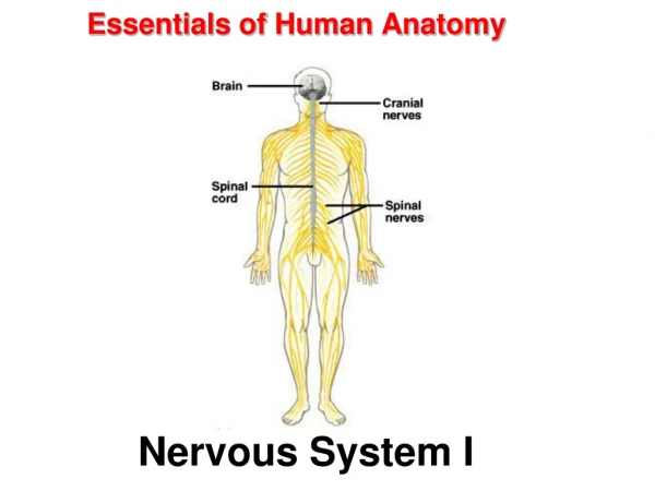Essentials of Human Anatomy