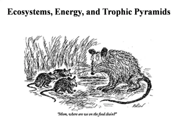 Ecosystems, Energy, and Trophic Pyramids
