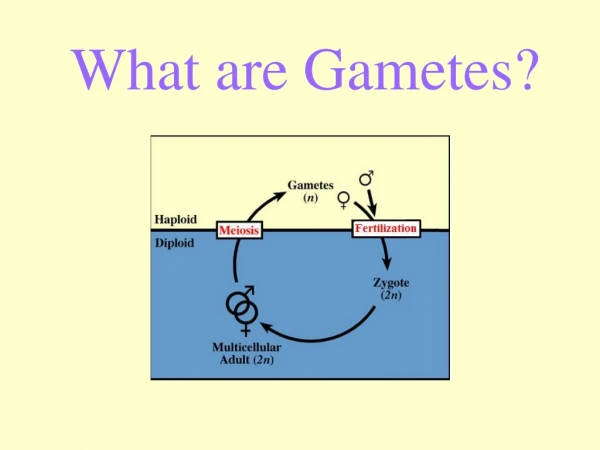 What are Gametes?