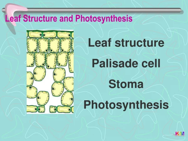 Leaf Structure and Photosynthesis
