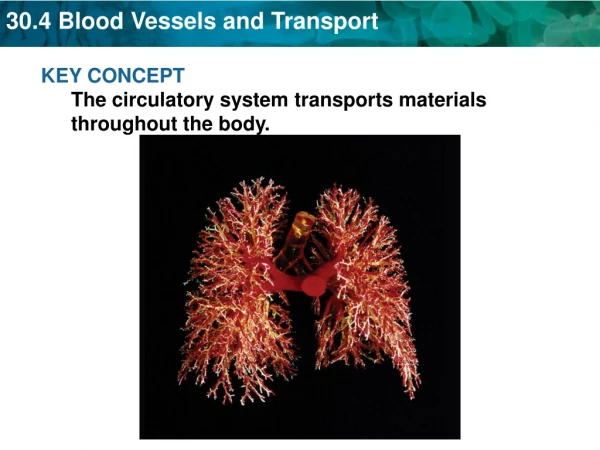 KEY CONCEPT The circulatory system transports materials throughout the body.