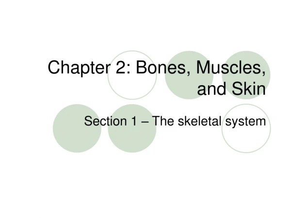 Chapter 2: Bones, Muscles, and Skin