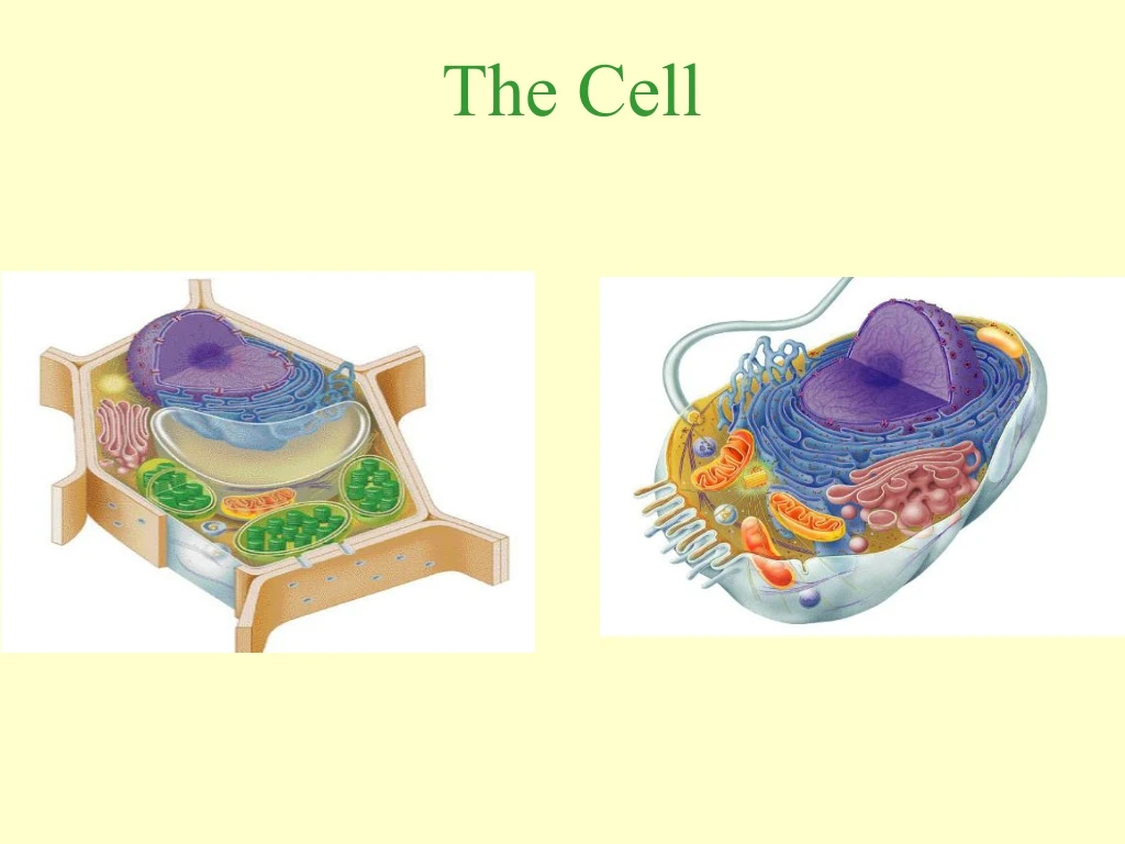 the cell