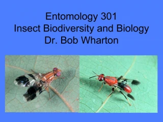 Entomology 301 Insect Biodiversity and Biology Dr. Bob Wharton - slide 1
