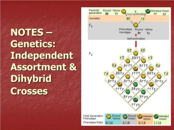 NOTES – Genetics: Independent Assortment &amp; Dihybrid Crosses