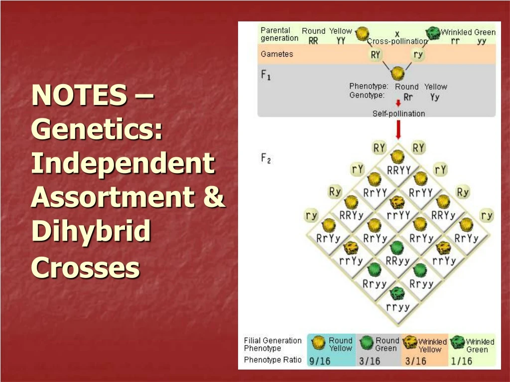 notes genetics independent assortment dihybrid crosses