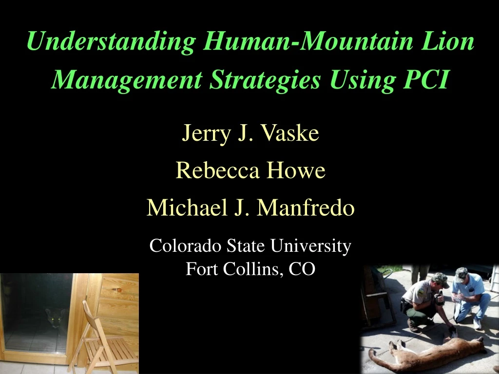 understanding human mountain lion management