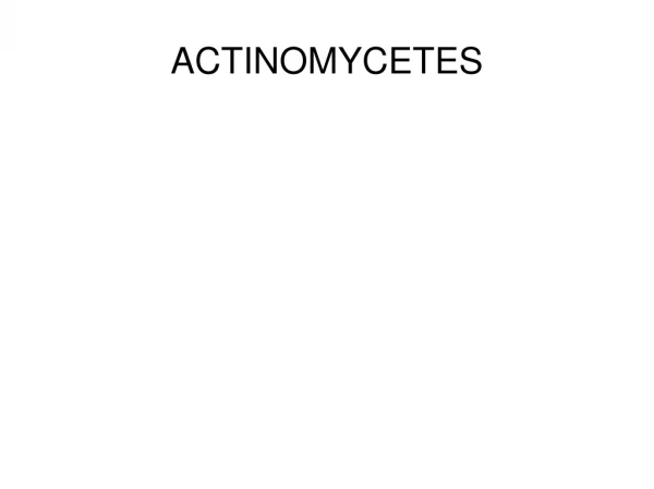 ACTINOMYCETES