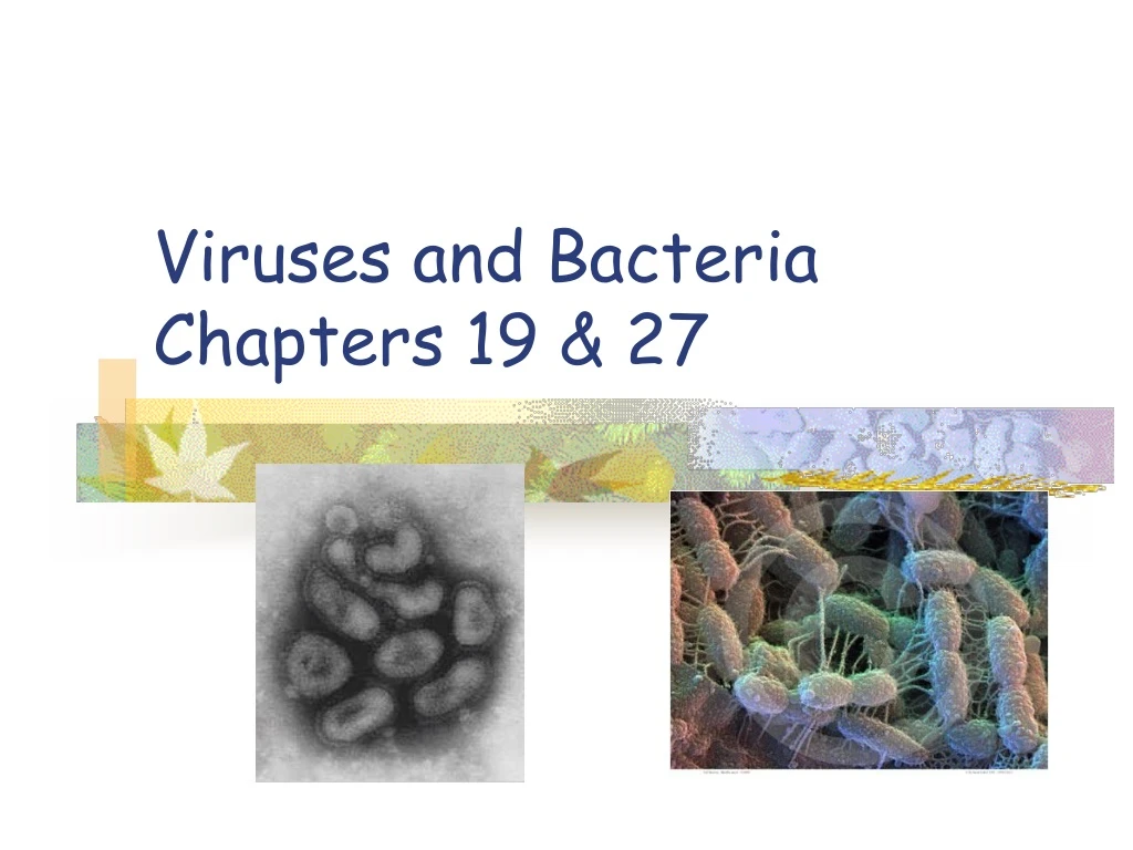 viruses and bacteria chapters 19 27