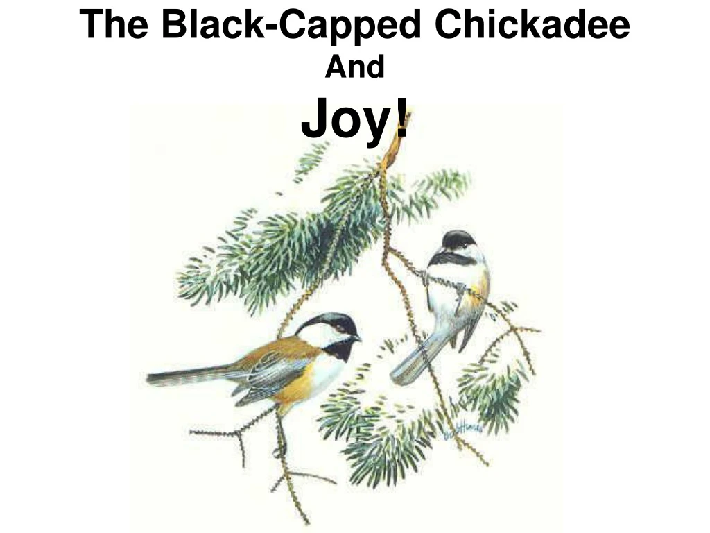 the black capped chickadee and joy