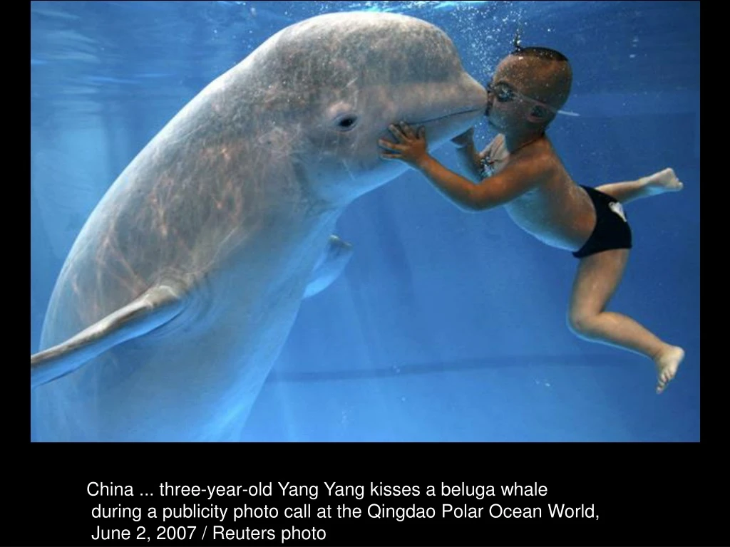 china three year old yang yang kisses a beluga