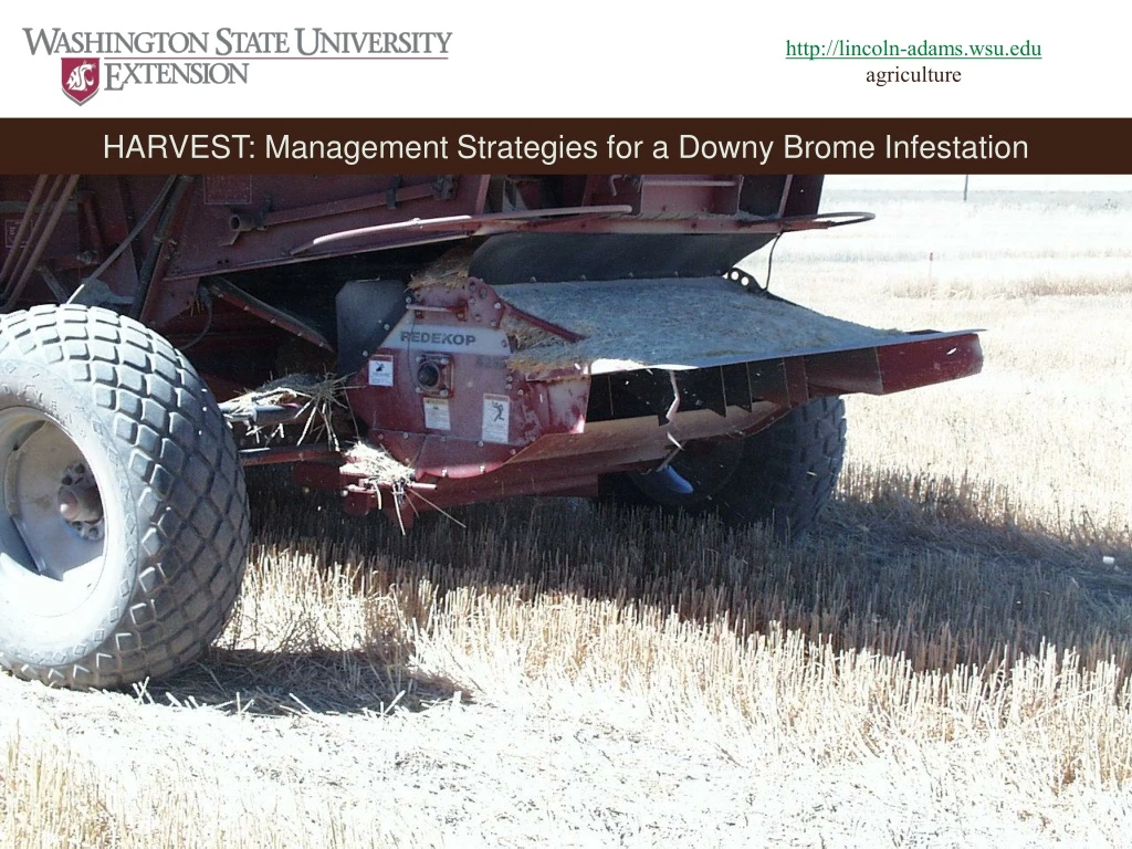 harvest management strategies for a downy brome infestation