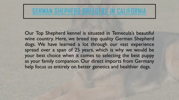 Top Rated German Shepherd Breeders in California | Topshepherd Kennel