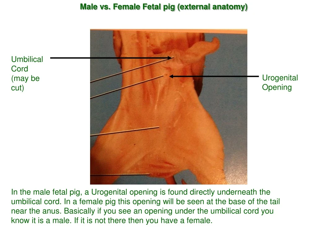 male vs female fetal pig external anatomy