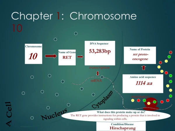 Chapter 1 : Chromosome 10