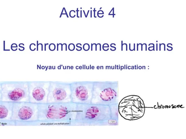 Activit 4 Les chromosomes humains