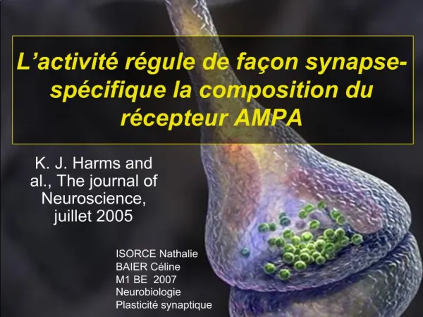 L activit r gule de fa on synapse-sp cifique la composition du r cepteur AMPA