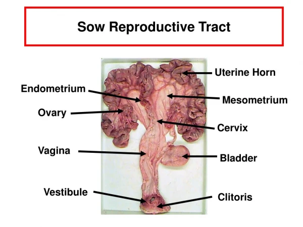 Sow Reproductive Tract
