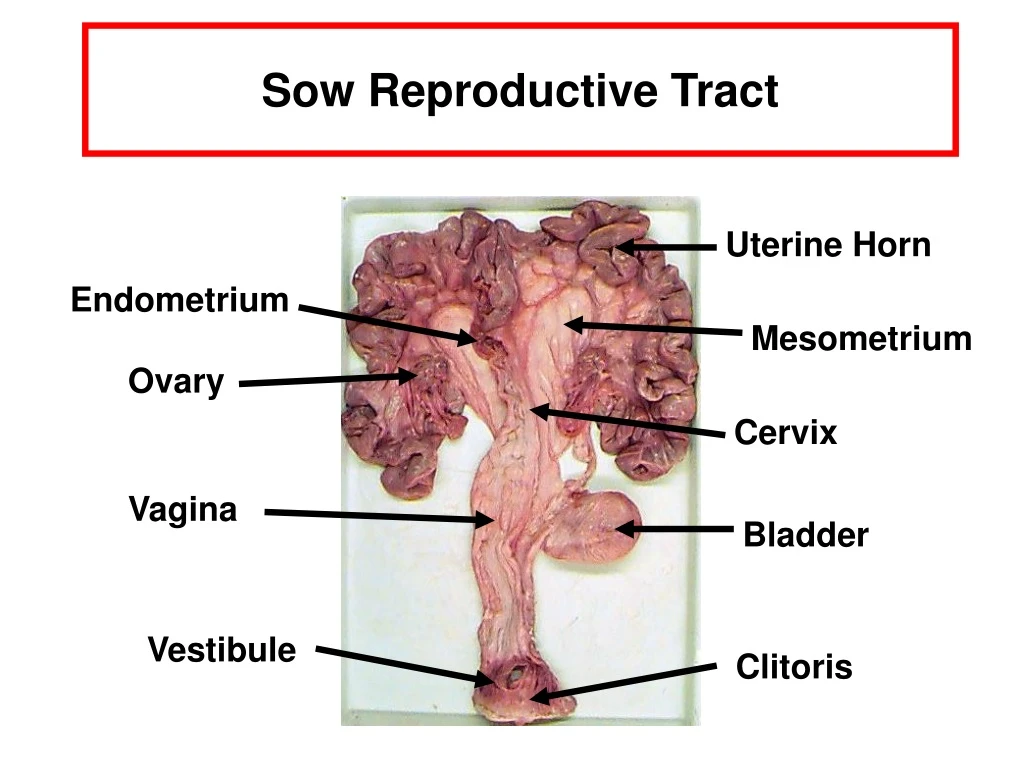 sow reproductive tract