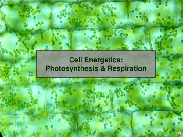 Cell Energetics: Photosynthesis &amp; Respiration