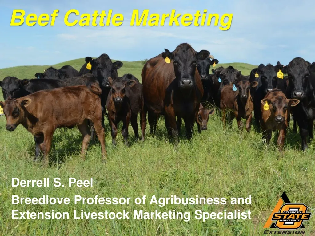 beef cattle marketing