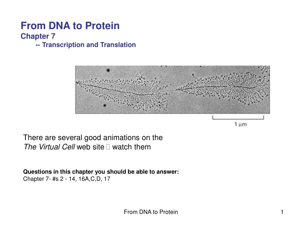 from dna to protein chapter 7 transcription