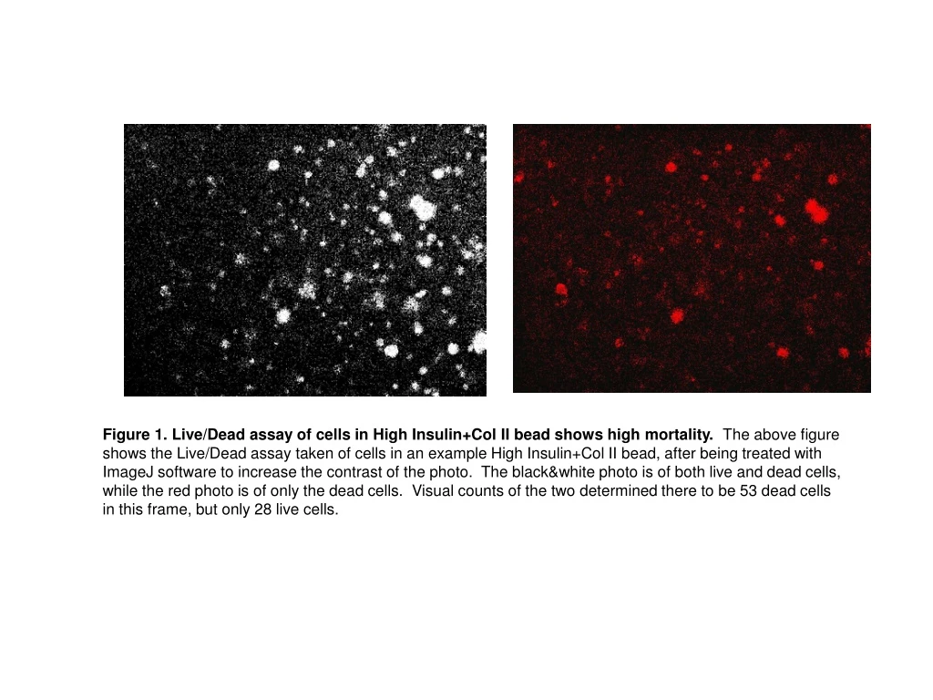 figure 1 live dead assay of cells in high insulin