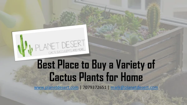 Best Place to Buy a Variety of Cactus Plants for Home