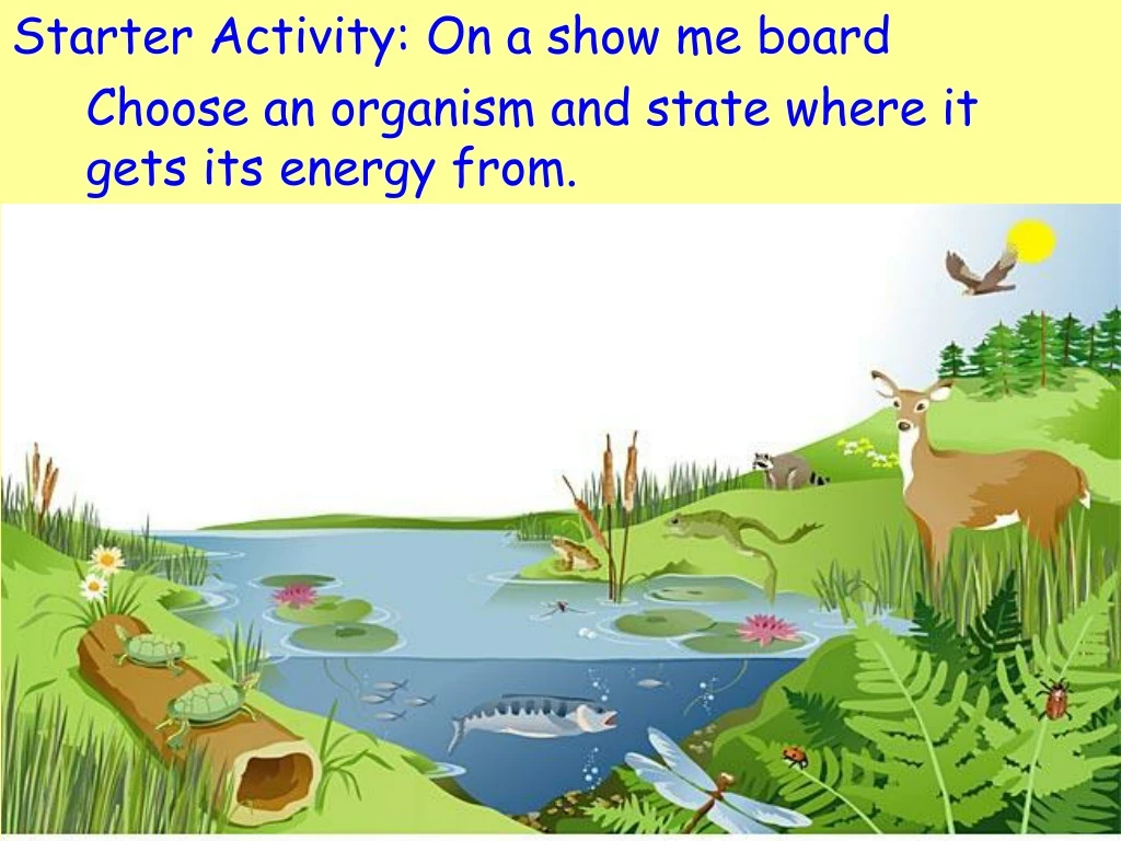 starter activity on a show me board choose an organism and state where it gets its energy from