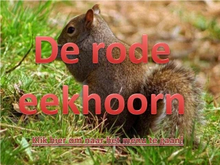 De rode eekhoorn - slide 1