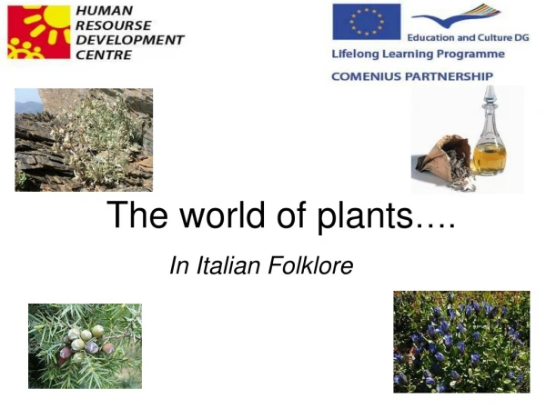The world of plants ….