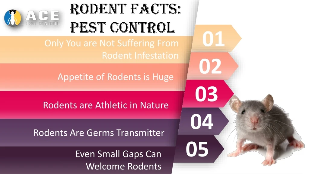rodent facts pest control