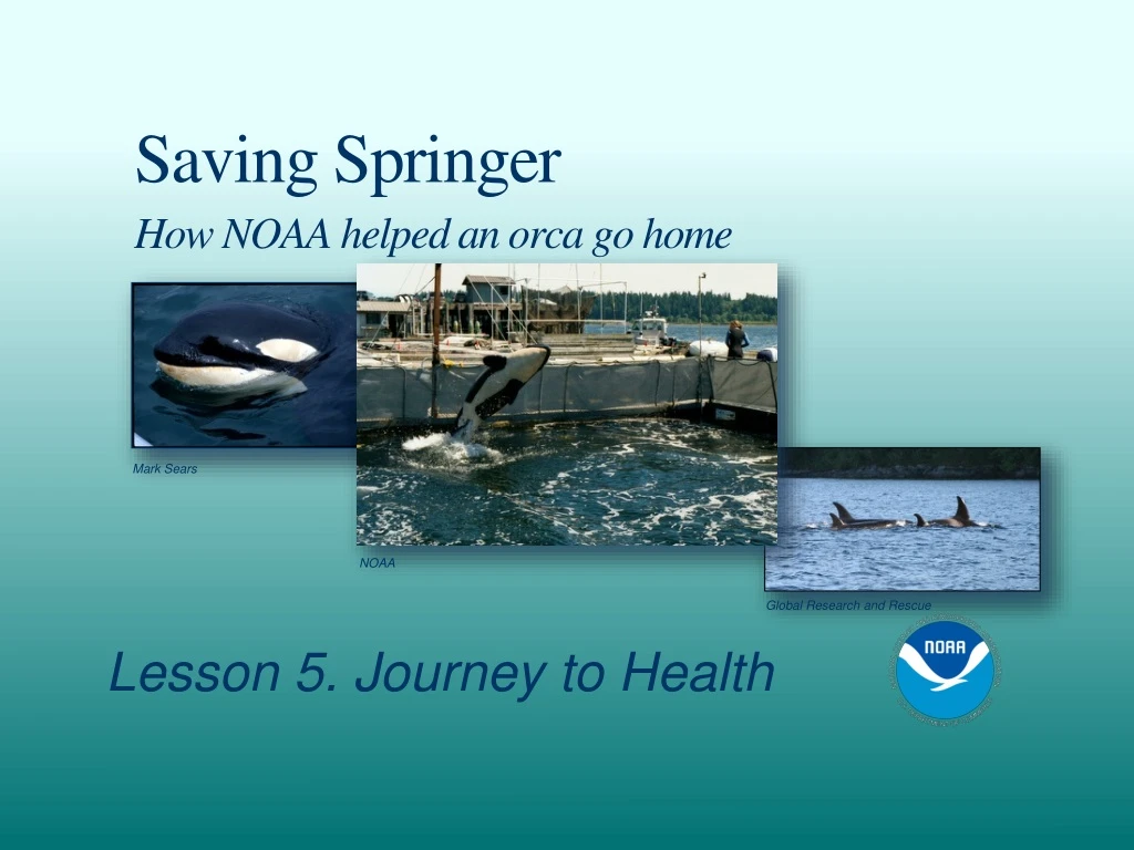 saving springer how noaa helped an orca go home