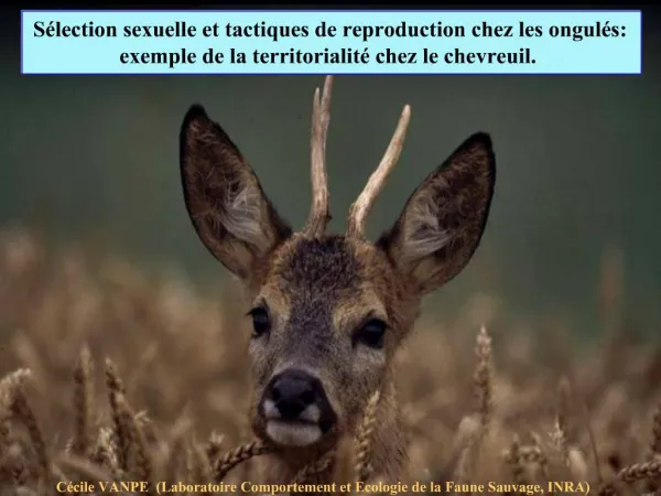 S lection sexuelle et tactiques de reproduction chez les ongul s: exemple de la territorialit chez le chevreuil.