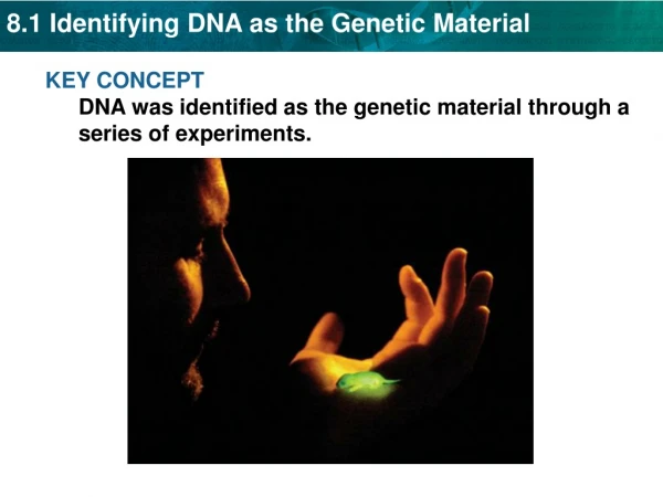 KEY CONCEPT DNA was identified as the genetic material through a series of experiments.
