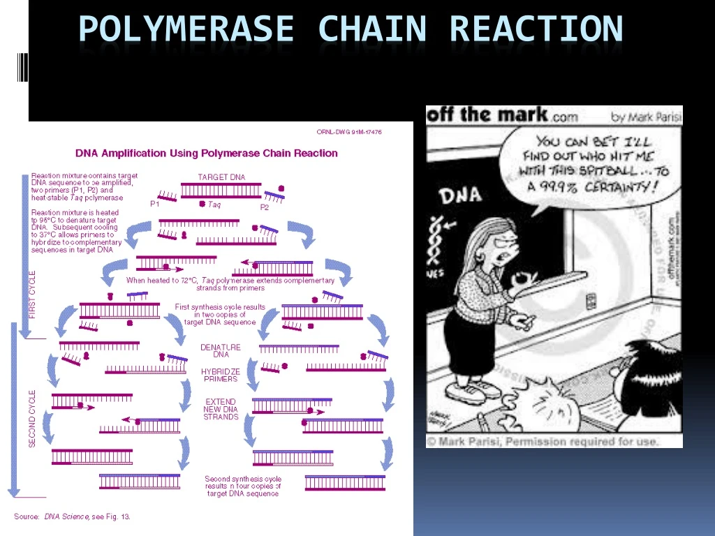 polymerase chain reaction