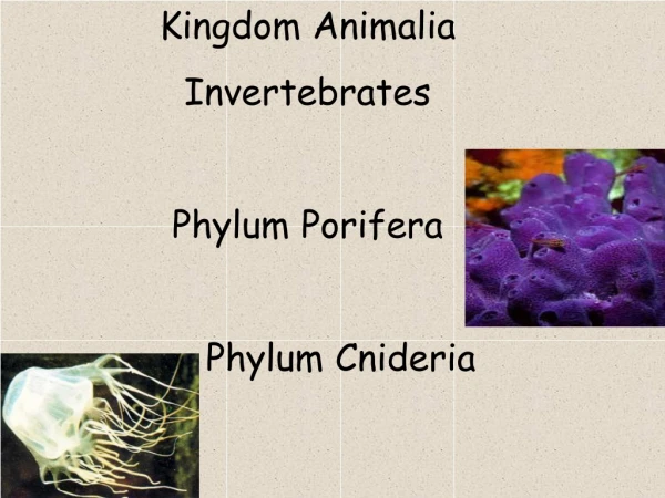 Kingdom Animalia Invertebrates Phylum Porifera Phylum Cnideria