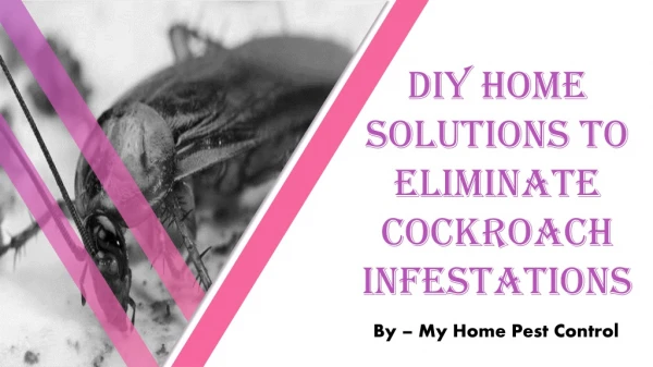 DIY Home Solutions to Eliminate Cockroach Infestations