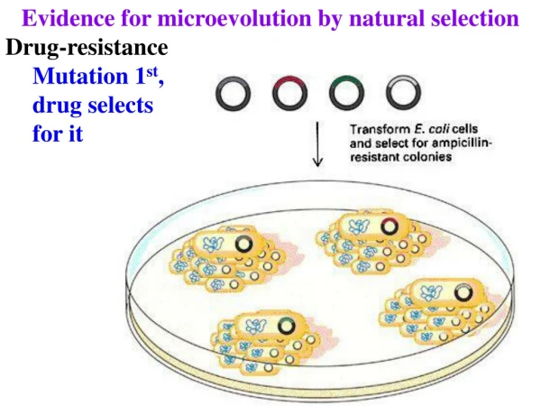 Evidence for microevolution by natural selection Drug-resistance Mutation 1 st , drug selects