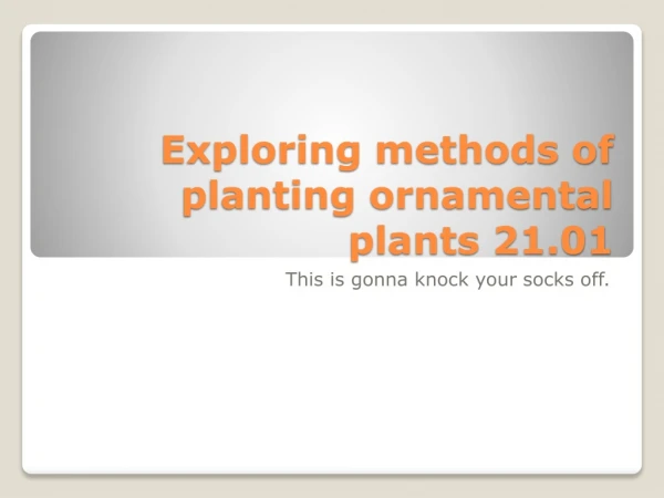Exploring methods of planting ornamental plants 21.01