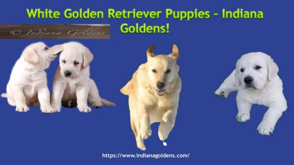 English Golden retriever - Indiana Goldens