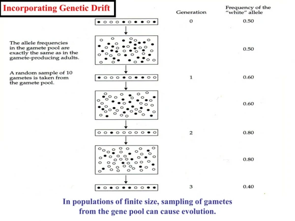 In populations of finite size, sampling of gametes from the gene pool can cause evolution.