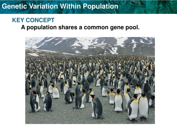 KEY CONCEPT A population shares a common gene pool.