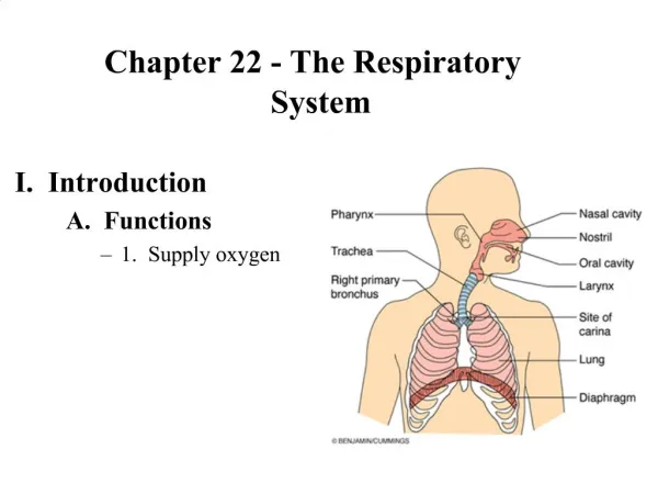 Chapter 22 - The Respiratory System