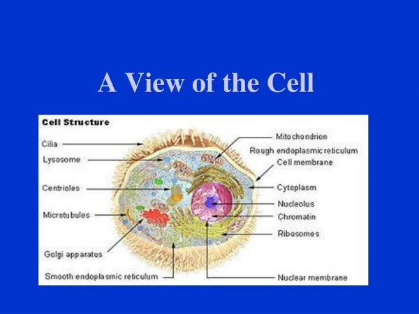 A View of the Cell