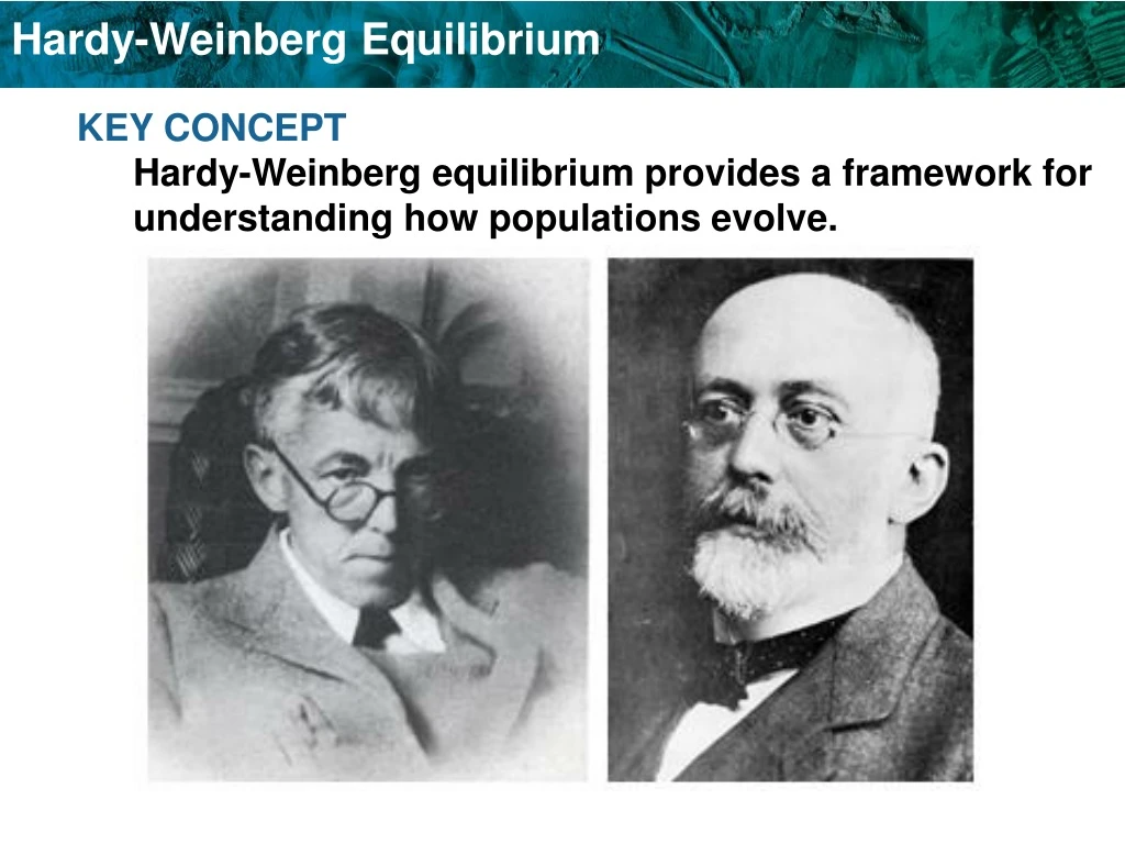key concept hardy weinberg equilibrium provides