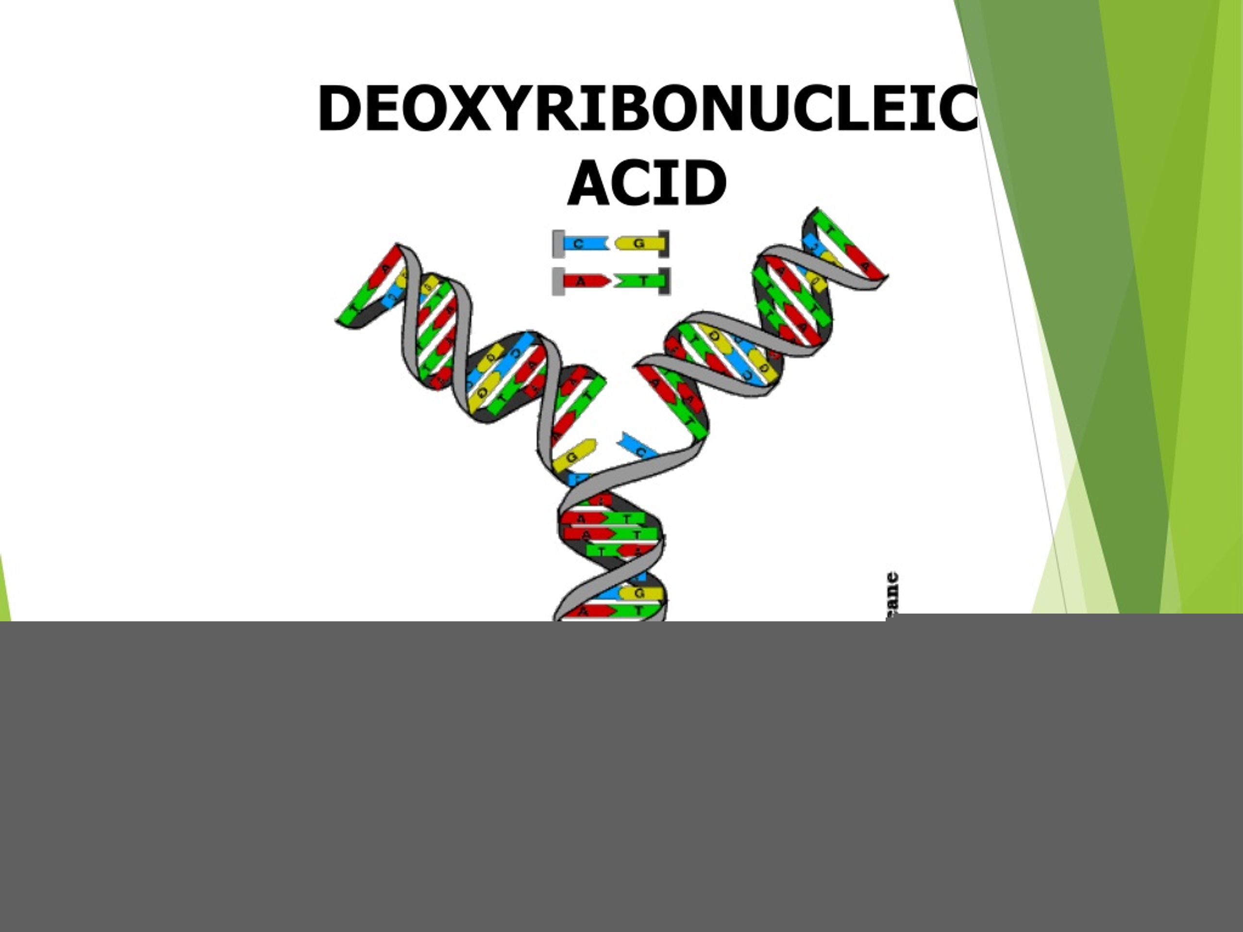 DNA Replication and Protein Synthesis: The Central Dogma of Biology - slide 1